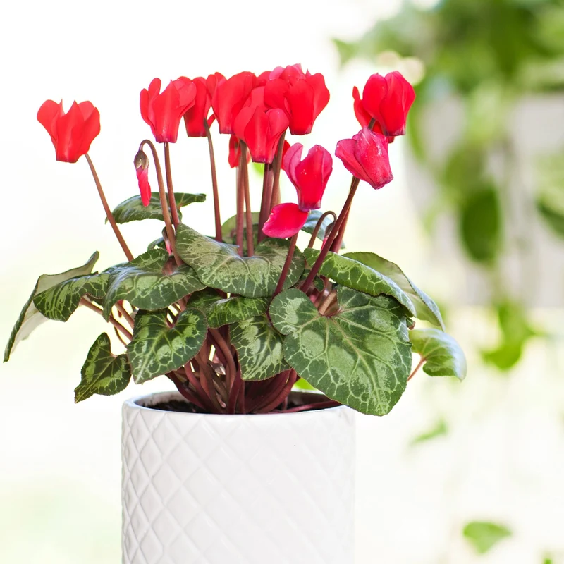 Assortiment de Cyclamen
