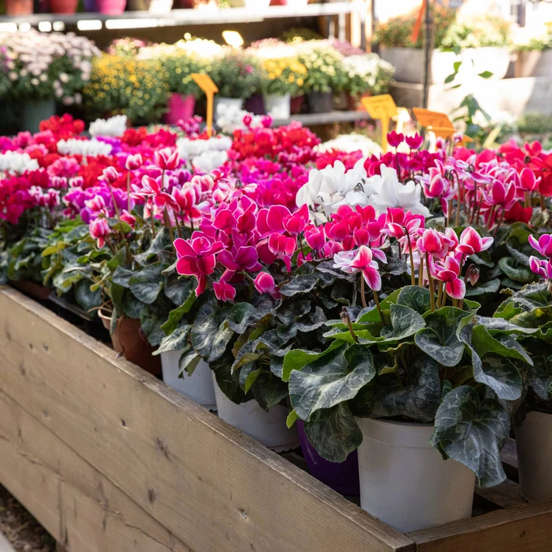 Assortiment de Cyclamen
