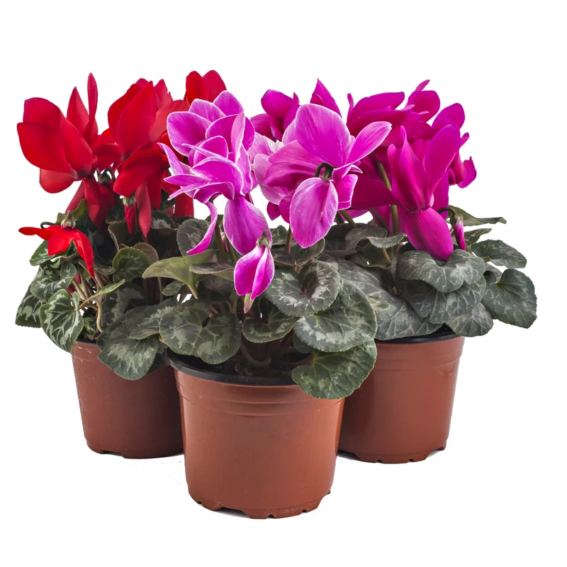 Assortiment de Cyclamen