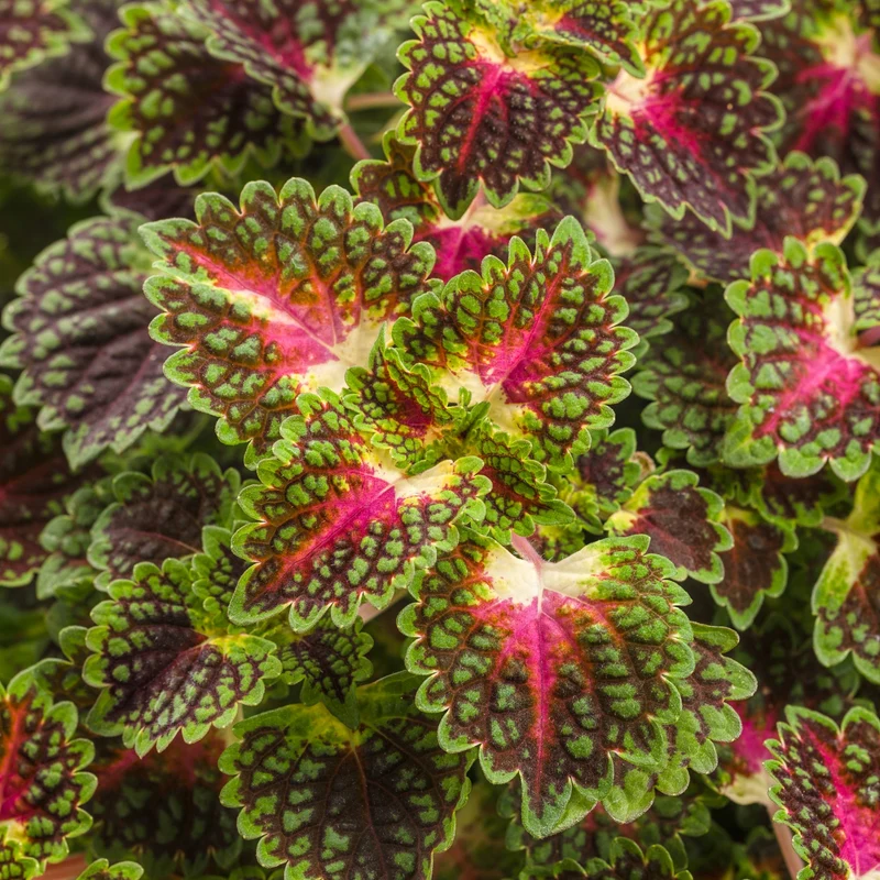 Coleus Colorblaze® Strawberry Drop