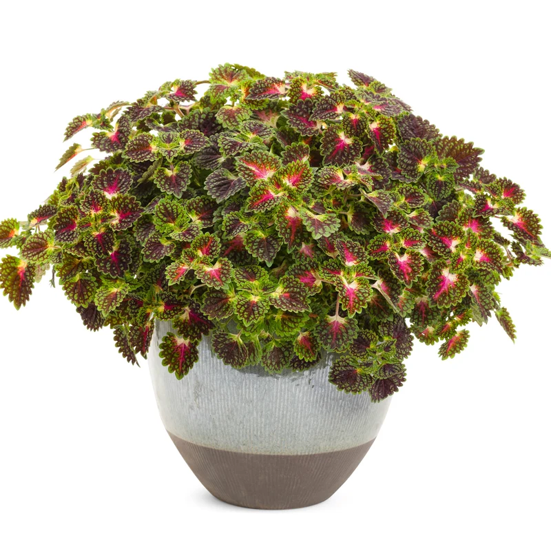 Coleus Colorblaze® Strawberry Drop
