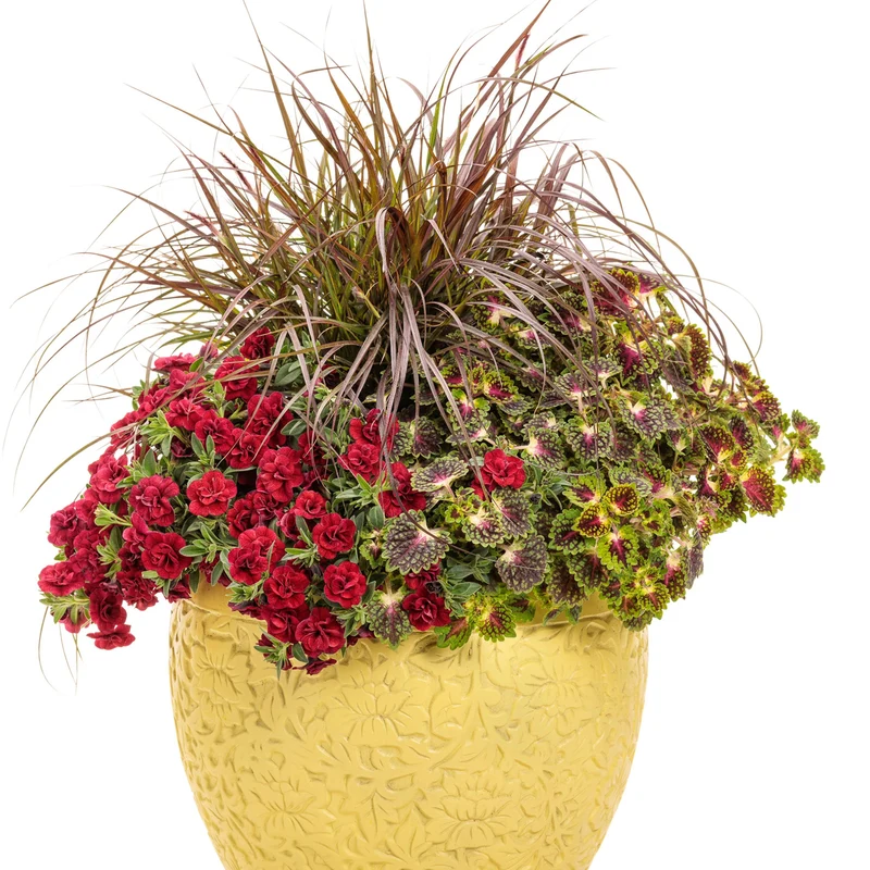 Coleus Colorblaze® Strawberry Drop