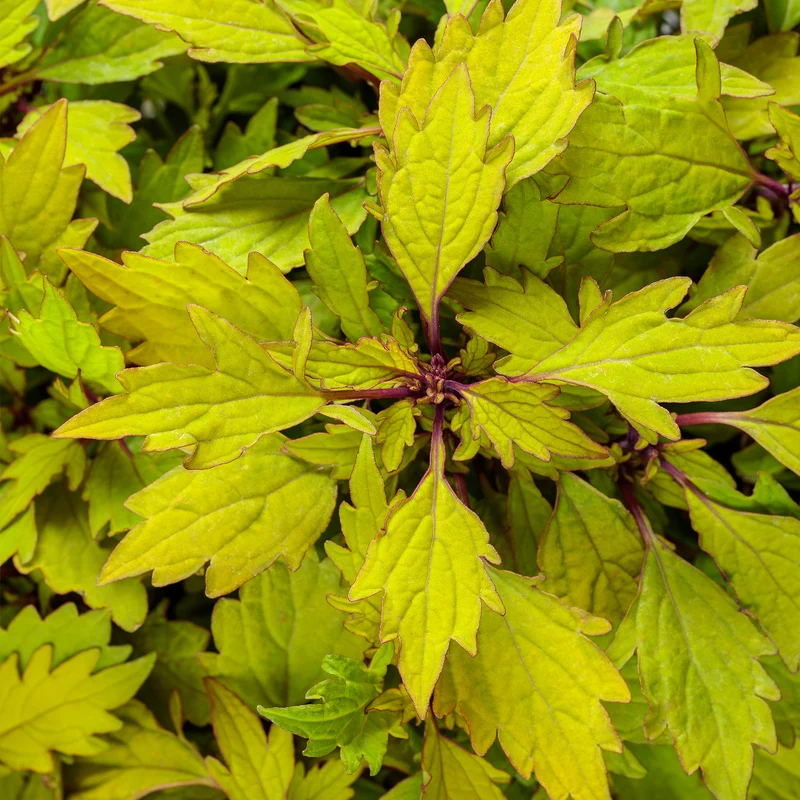 Coleus Colorblaze® Royale Pineapple Brandy
