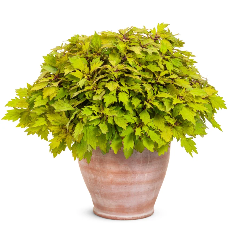 Coleus Colorblaze® Royale Pineapple Brandy