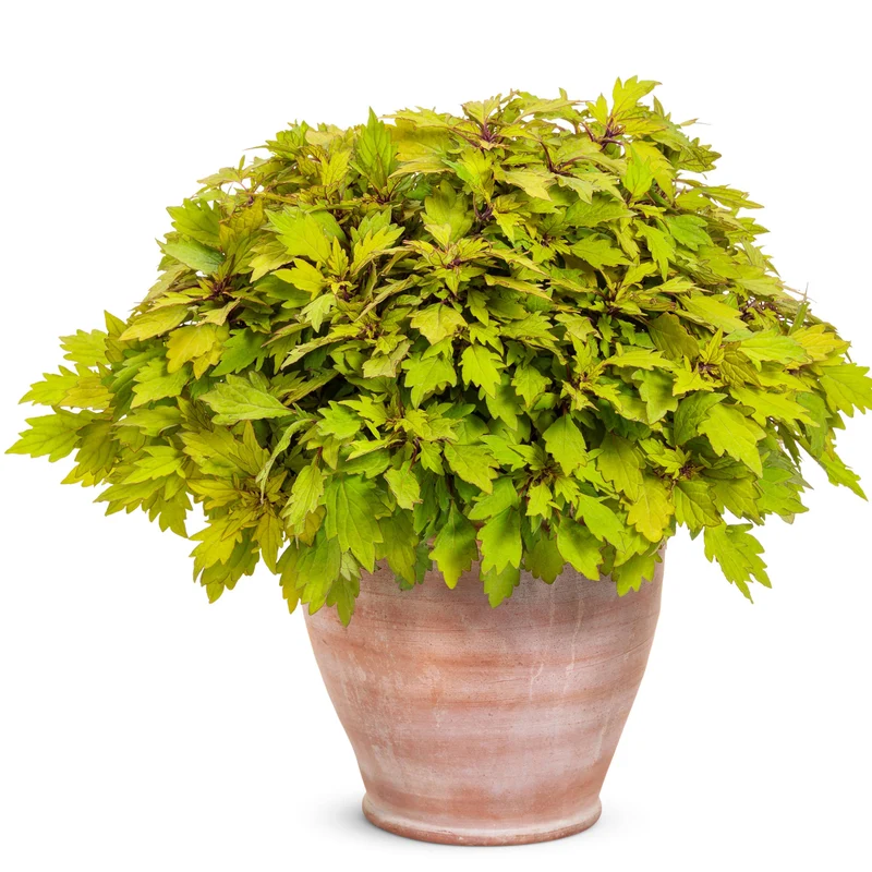 Coleus Colorblaze® Royale Pineapple Brandy