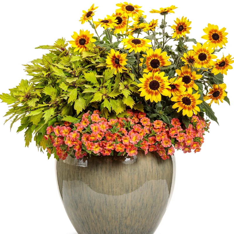 Coleus Colorblaze® Royale Pineapple Brandy