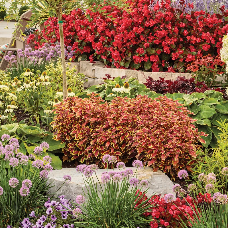 Coleus Colorblaze® El Brighto