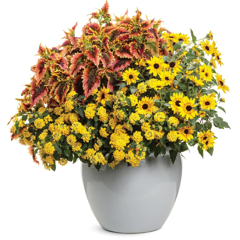 Coleus Colorblaze® El Brighto