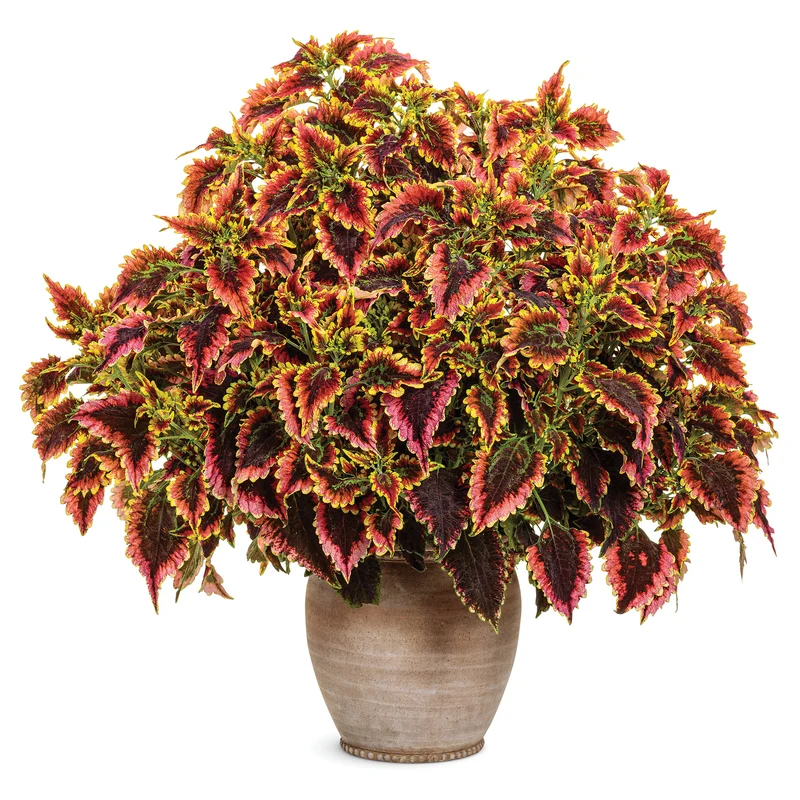 Coleus Colorblaze® El Brighto
