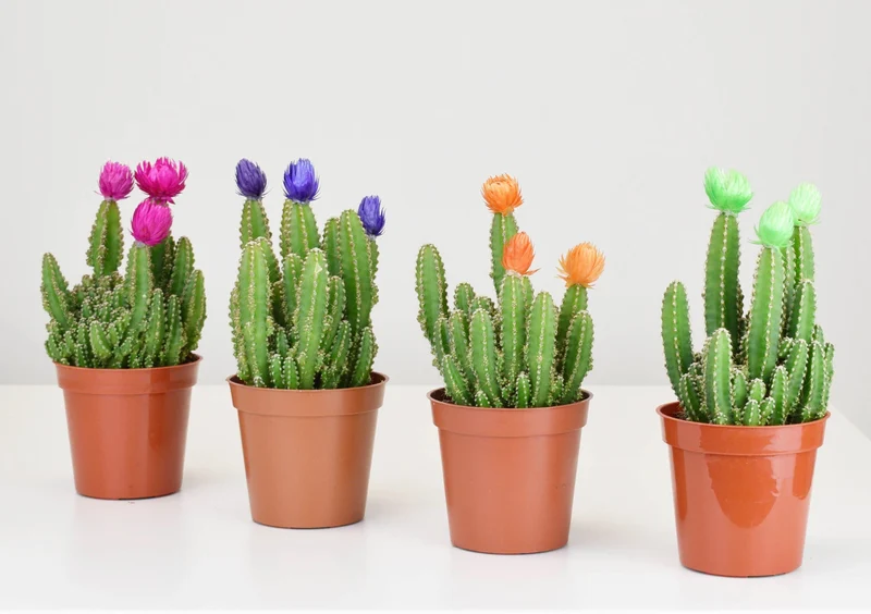 Cactus Féérique, Cactus Chateau des Fées