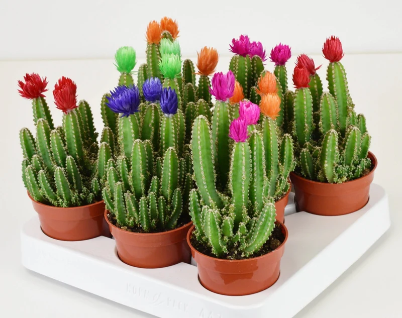 Cactus Féérique, Cactus Chateau des Fées