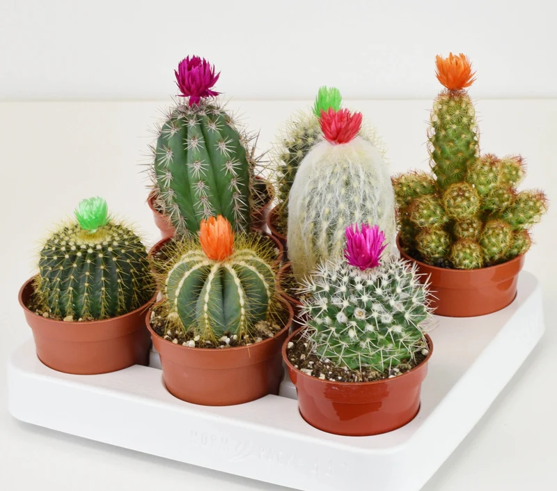 Cactus Fleur de paille