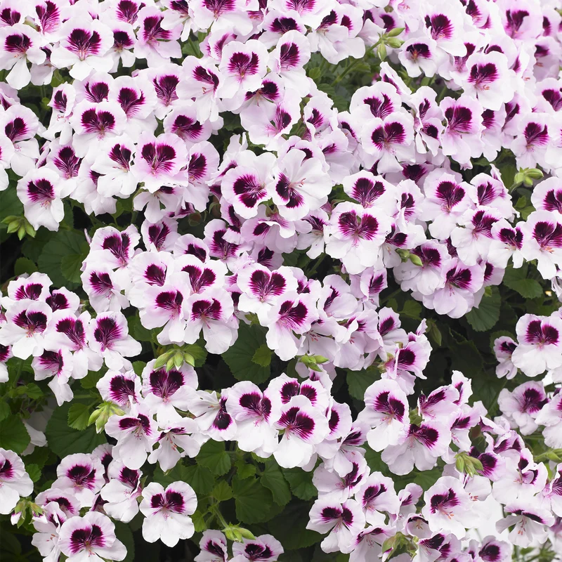 Pelargonium Mosquitaway® Lizzy – Géranium odorant Mosquitaway® Lizzy