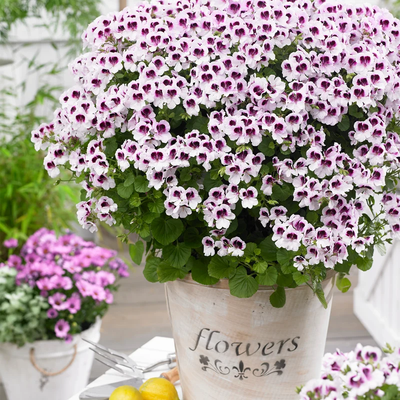 Pelargonium Mosquitaway® Lizzy – Géranium odorant Mosquitaway® Lizzy