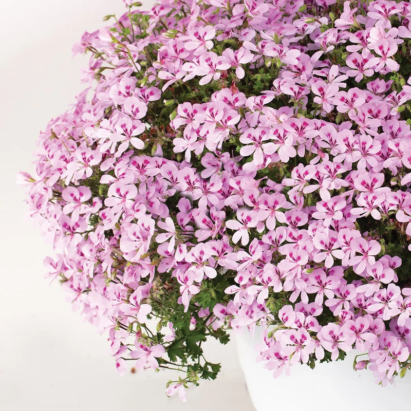 Pelargonium Mosquitaway® Lemona - Géranium odorant Mosquitaway® Lemona