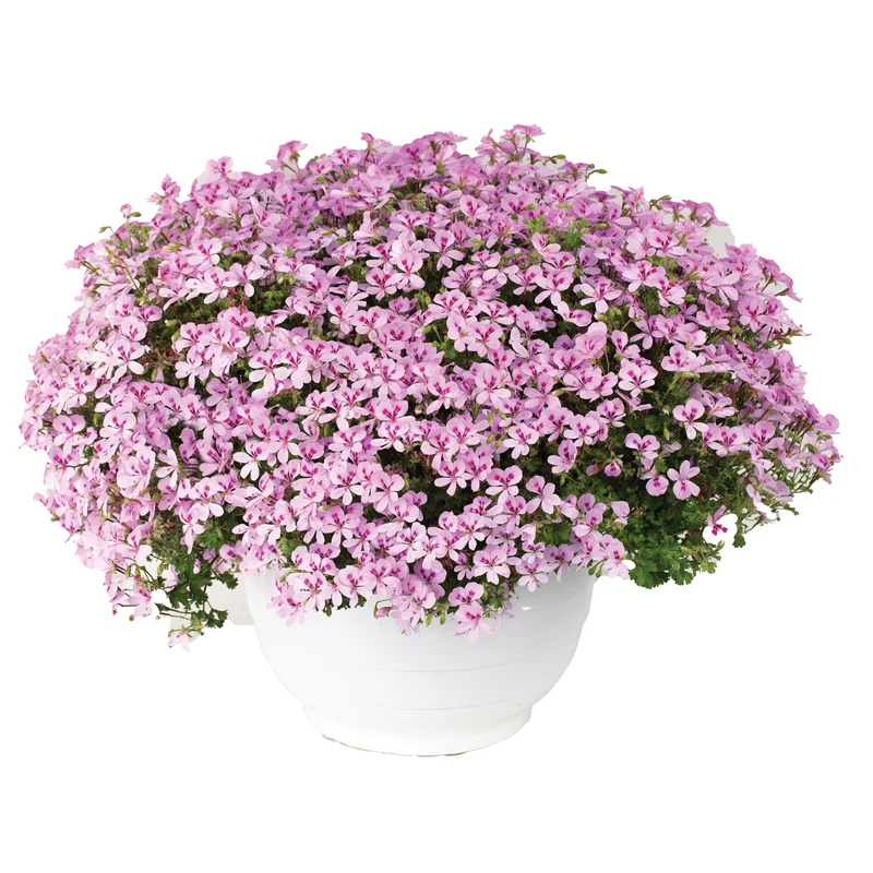 Pelargonium Mosquitaway® Lemona - Géranium odorant Mosquitaway® Lemona