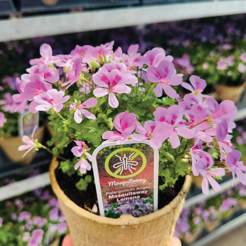 Pelargonium Mosquitaway® Lemona - Géranium odorant Mosquitaway® Lemona