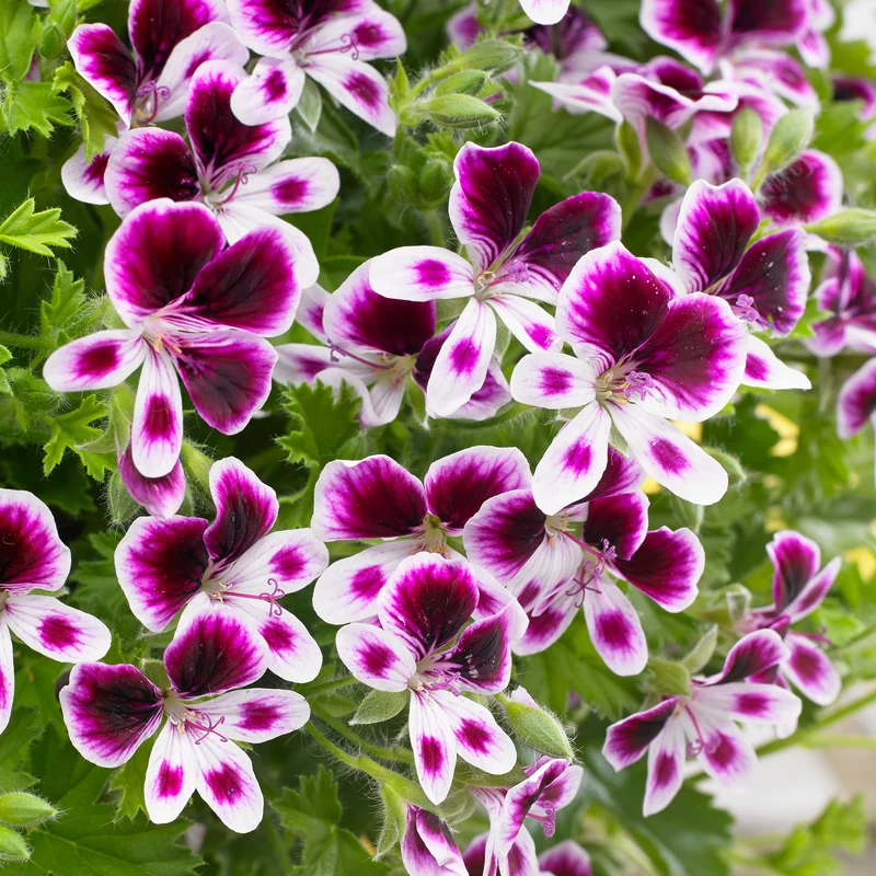 Pelargonium Mosquitaway® Eva – Géranium odorant Mosquitaway® Eva