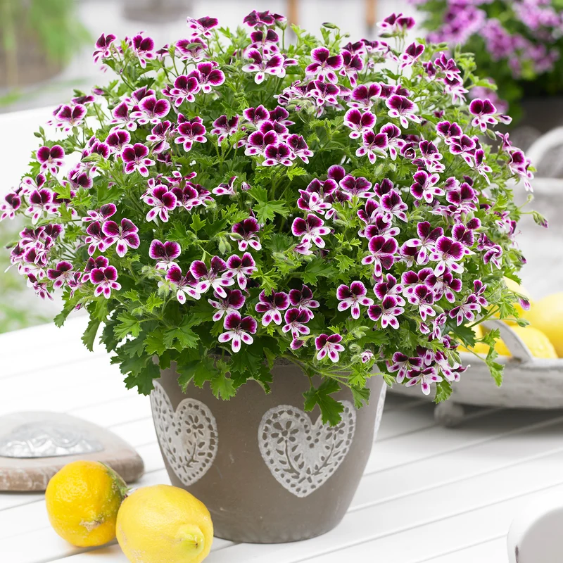 Pelargonium Mosquitaway® Eva – Géranium odorant Mosquitaway® Eva