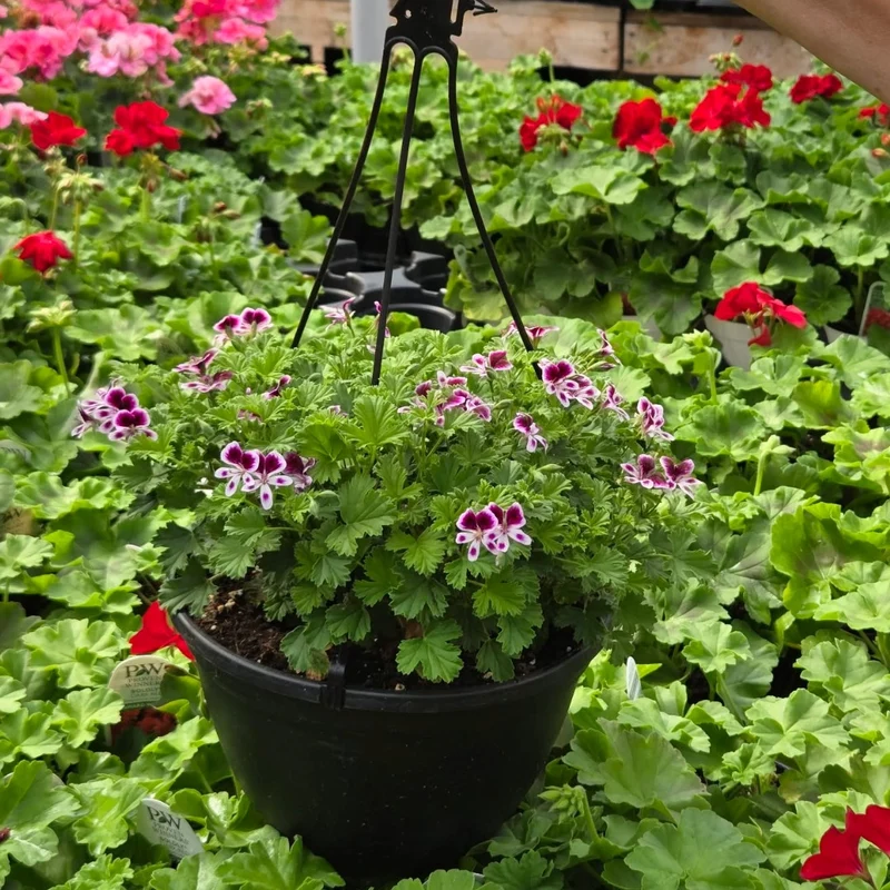 Pelargonium Mosquitaway® Eva – Géranium odorant Mosquitaway® Eva