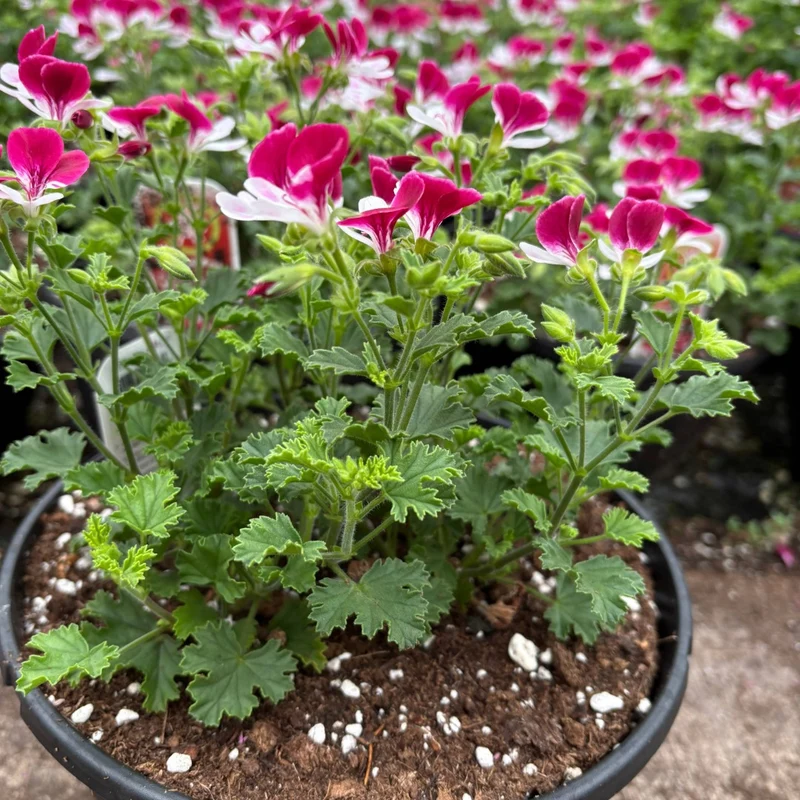 Pelargonium Mosquitaway® Eva – Géranium odorant Mosquitaway® Eva