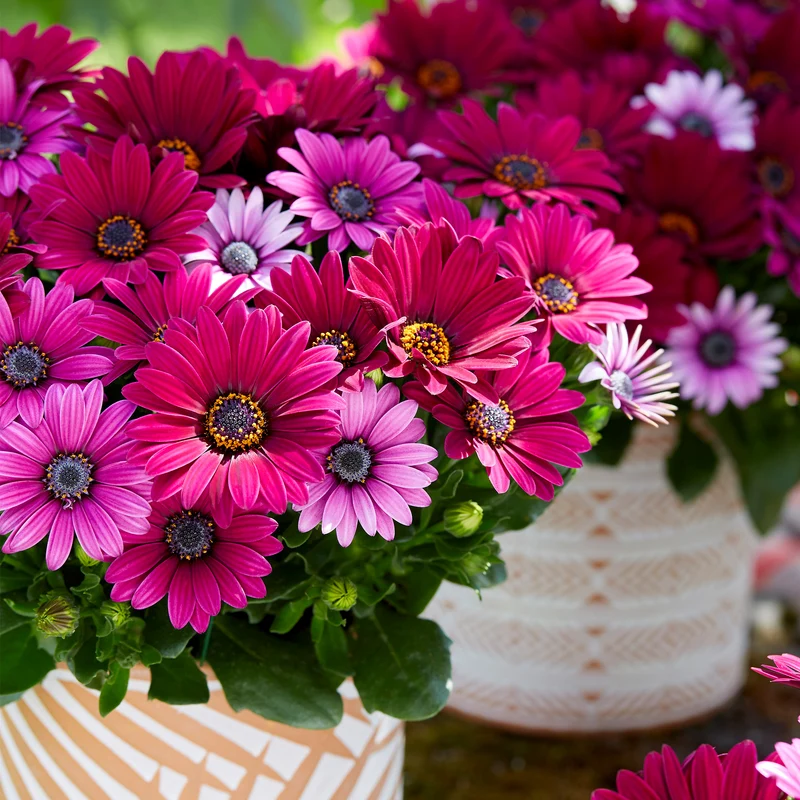 Osteospermum ecklonis SEÑORITAS® Tanja Marguerite du Cap