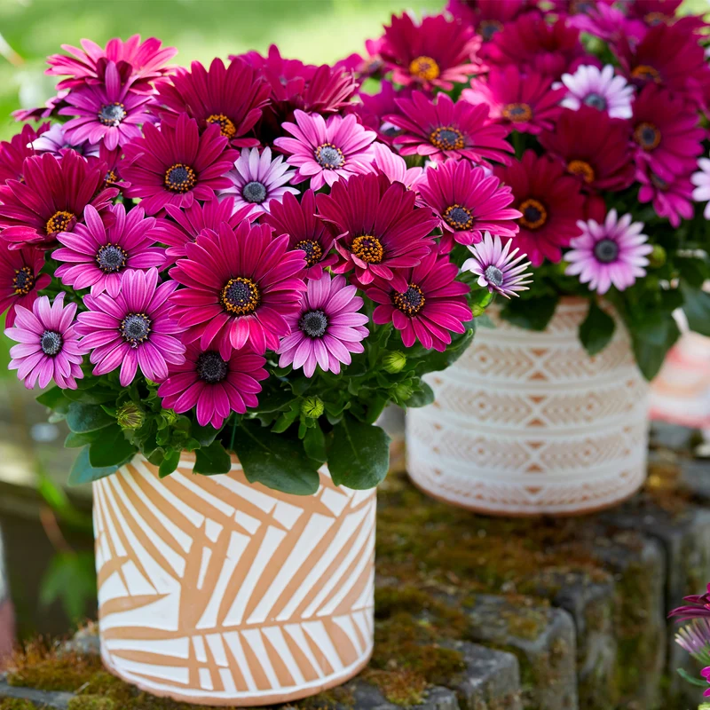 Osteospermum ecklonis SEÑORITAS® Tanja Marguerite du Cap