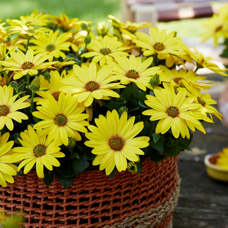 Osteospermum ecklonis SEÑORITAS®Solana Marguerite du Cap
