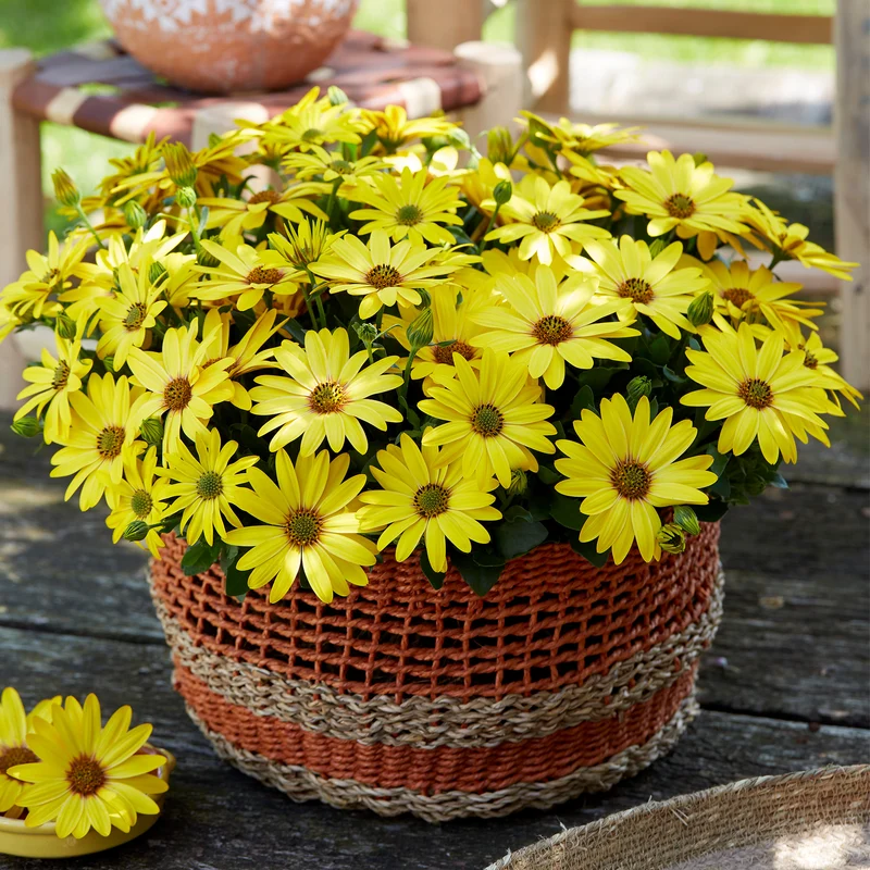 Osteospermum ecklonis SEÑORITAS®Solana Marguerite du Cap