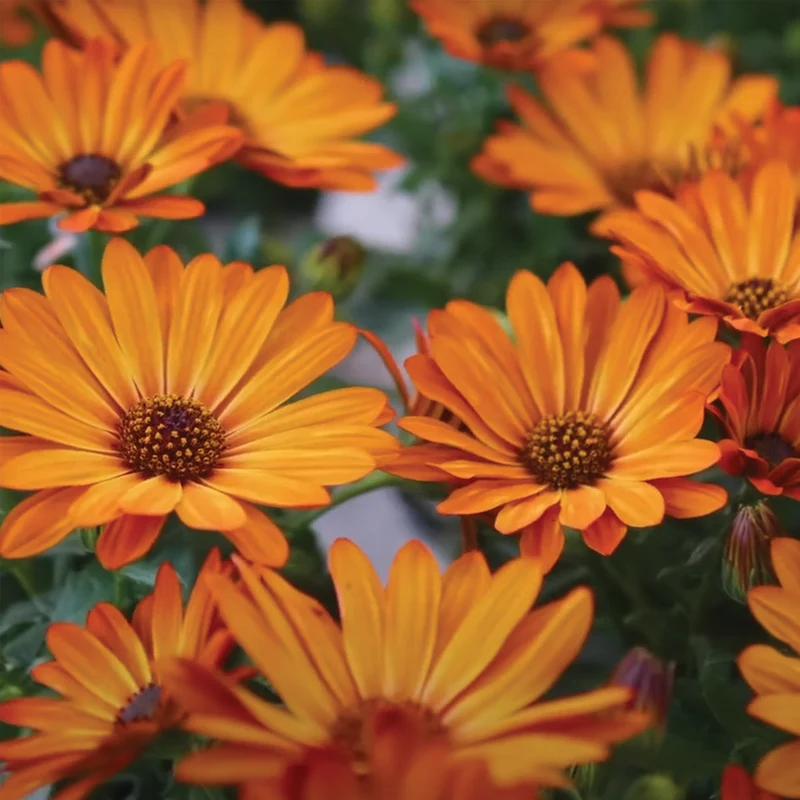 Osteospermum ecklonis SEÑORITAS® Lucia Marguerite du Cap