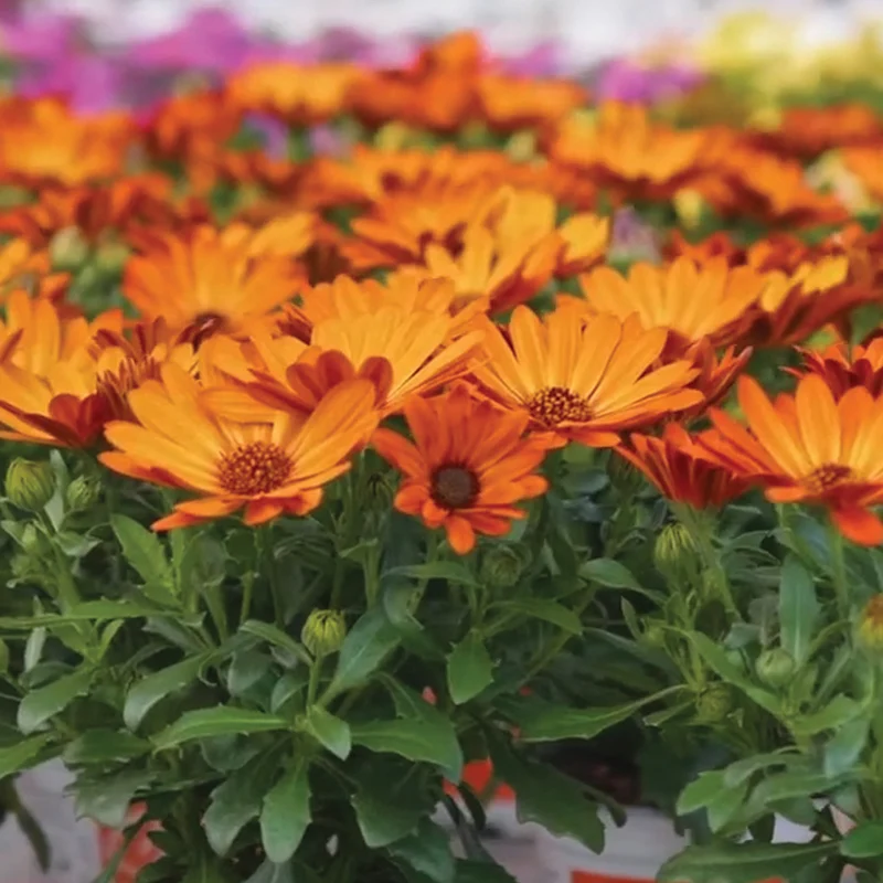 Osteospermum ecklonis SEÑORITAS® Lucia Marguerite du Cap