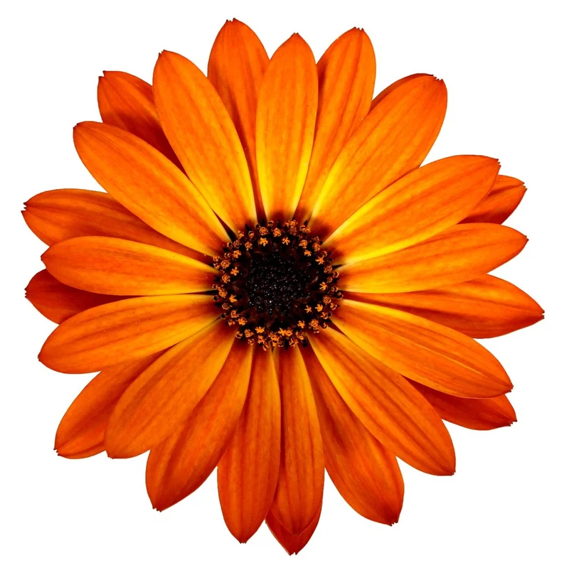 Osteospermum ecklonis SEÑORITAS® Lucia Marguerite du Cap