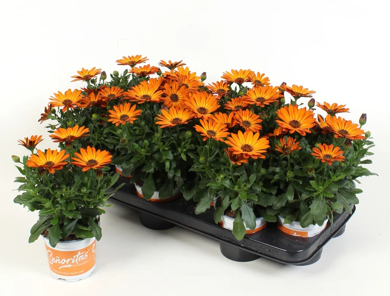 Osteospermum ecklonis SEÑORITAS® Lucia Marguerite du Cap