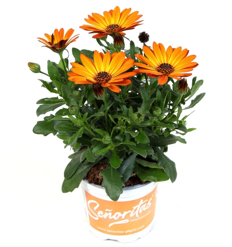 Osteospermum ecklonis SEÑORITAS® Lucia Marguerite du Cap