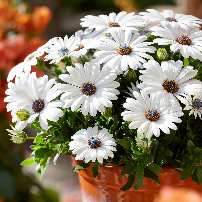 Osteospermum ecklonis SEÑORITAS® Blanca (Marguerite du Cap)