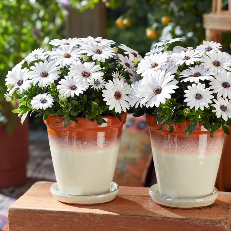 Osteospermum ecklonis SEÑORITAS® Blanca (Marguerite du Cap)