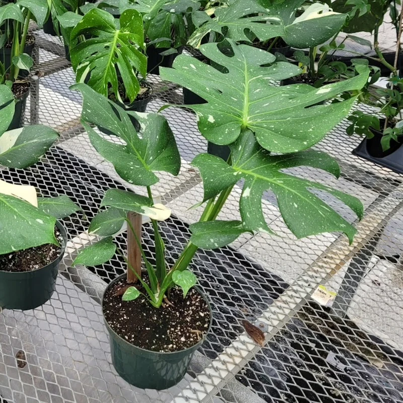 Monstera deliciosa 'Thai Constellation'
