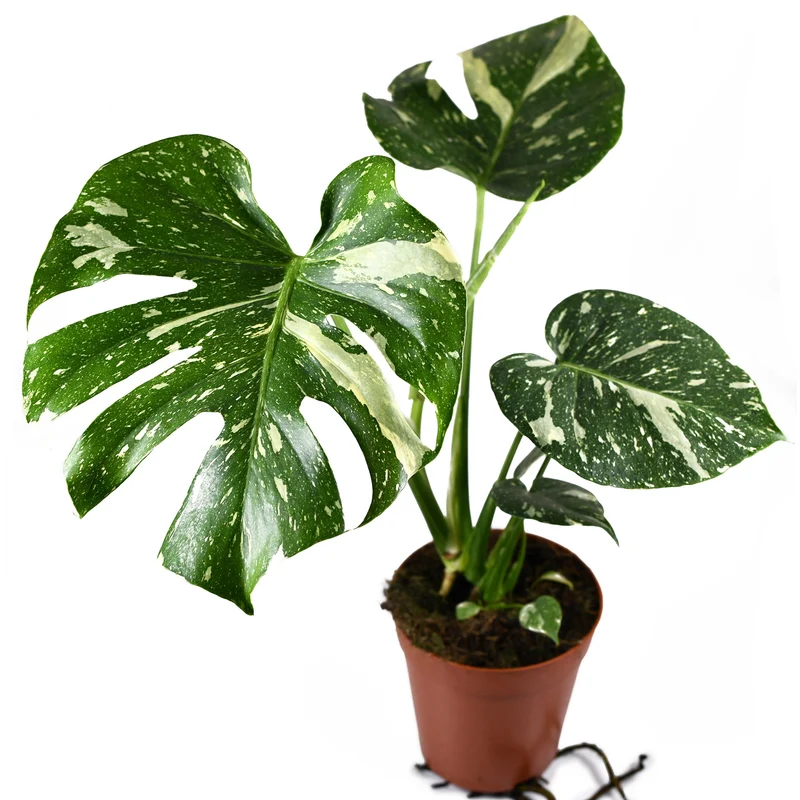 Monstera deliciosa 'Thai Constellation'