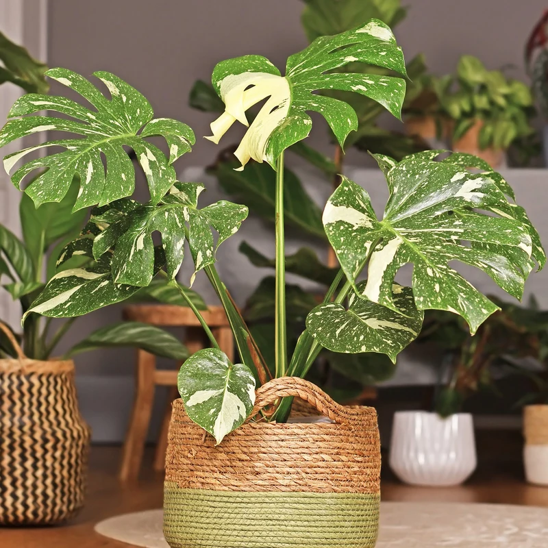 Monstera deliciosa 'Thai Constellation'