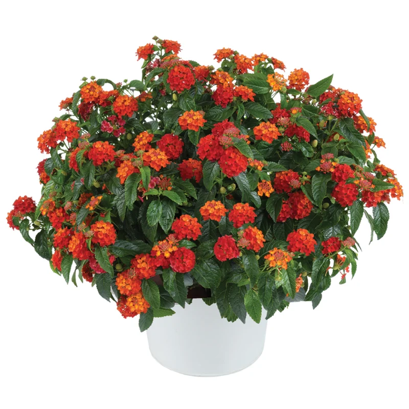 Lantana GEM™ Compact Orange Fire