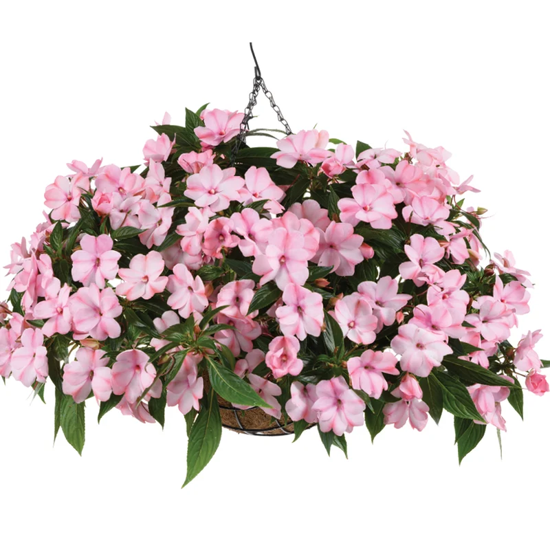 Impatiens Nouvelle-Guinée HARMONY® COLORFALL™ Light Coral