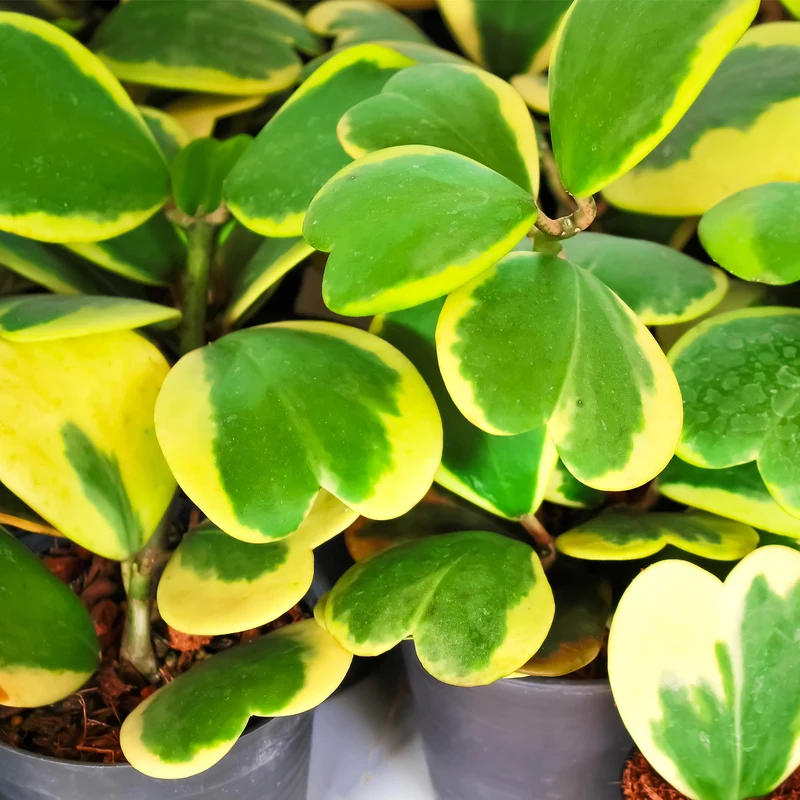 Hoya d'Amour Panaché