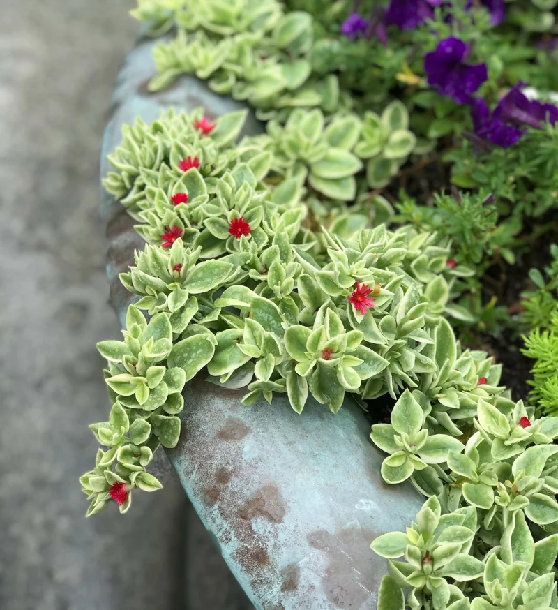 Mesembryanthemum cordifolium MEZOO™ Trailing Red – Ficoïde MEZOO™ Trailing Red