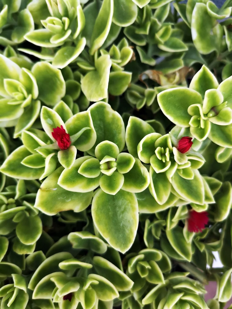 Mesembryanthemum cordifolium MEZOO™ Trailing Red – Ficoïde MEZOO™ Trailing Red