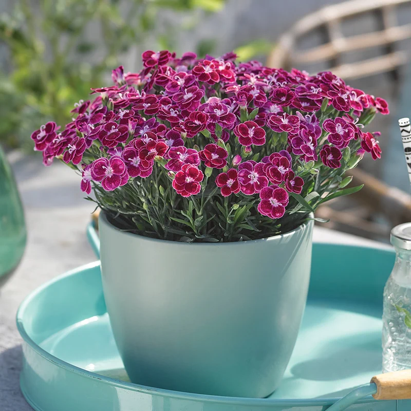 Oeillet BEST FRIENDS FOREVER® Violet Passion