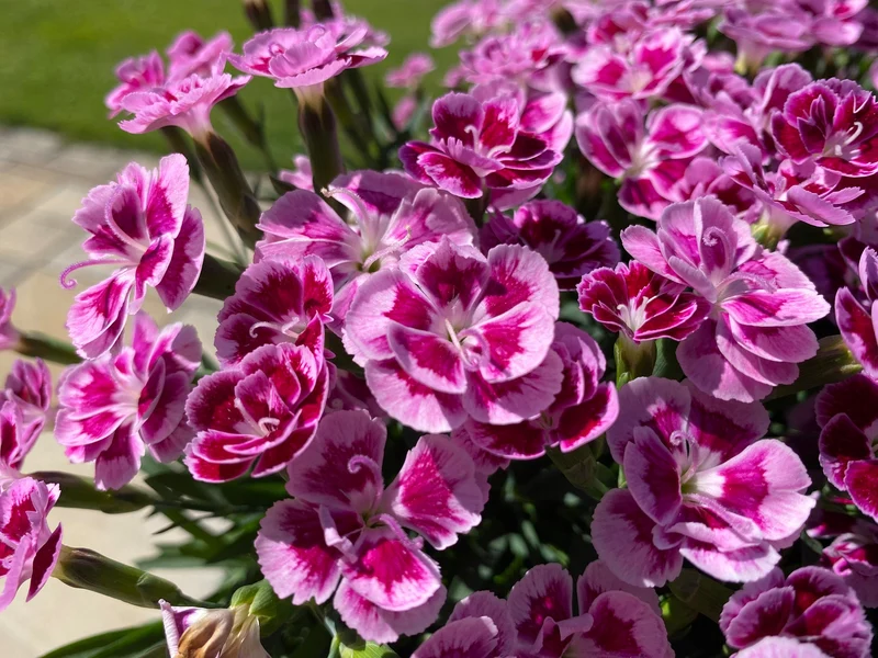 Oeillet BEST FRIENDS FOREVER® Rose Passion