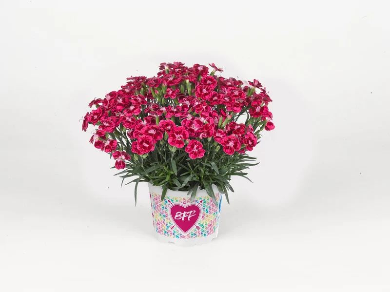 Oeillet BEST FRIENDS FOREVER® Red Passion