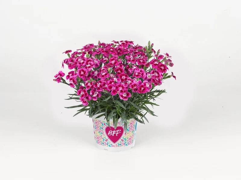 Oeillet BEST FRIENDS FOREVER® Purple Passion