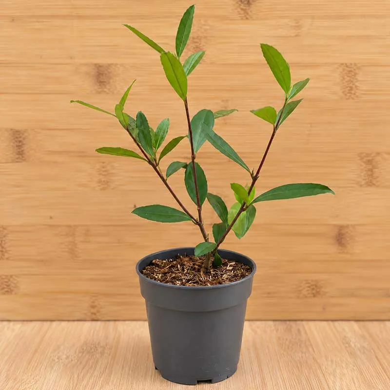 Ilex Paraguariensis plant - yerba maté