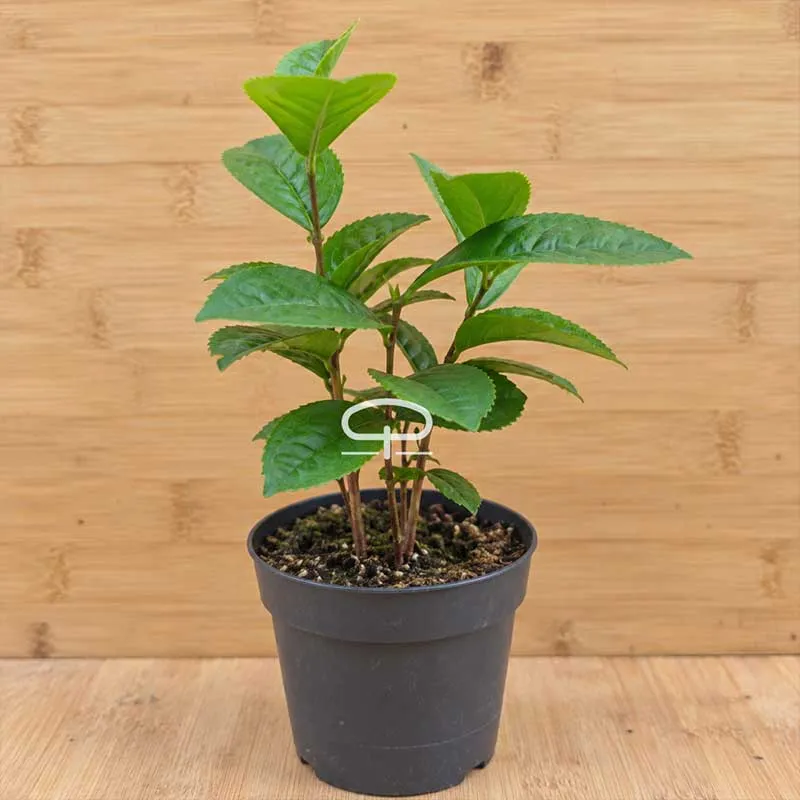 Camellia sinensis theeplant